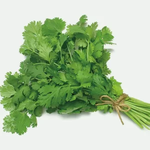 CILANTRO MX