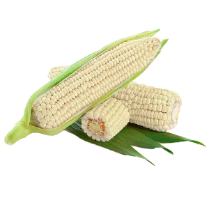 ELOTE